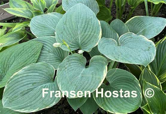 Hosta Minke